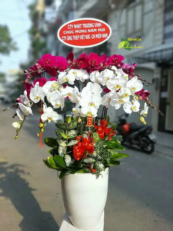 Chậu lan hồ điệp Bạc Liêu đa dạng màu sắc, kiểu dáng, giá thành rẻ nhiều ưu đãi hấp dẫn
