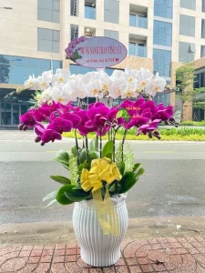 Chậu lan hồ điệp Bạc Liêu đa dạng màu sắc, kiểu dáng, giá thành rẻ nhiều ưu đãi hấp dẫn