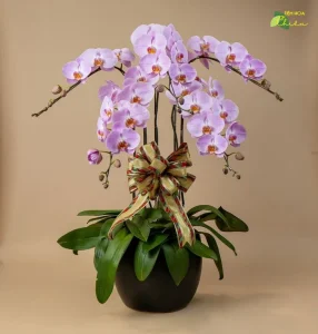 Lan hồ điệp Bạc Liêu nữ hoàng của các loài lan tượng trưng cho sự sang trọng, quyền quý