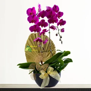 Lan hồ điệp Bạc Liêu rực rỡ sắc màu là món quà tuyệt vời nhất trong mọi dịp lễ