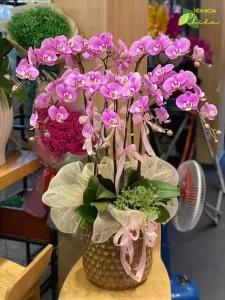 Lan hồ điệp Bạc Liêu - Thông điệp của sự phát triển, khởi đầu một hành trình mới thật may mắn và thành công