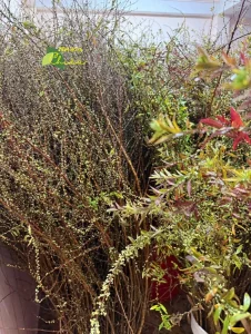 Shop bán hoa CHIÊU mách bạn chọn hoa tuyết mai nở đẹp đúng ngày Tết với vẻ đẹp thanh thoát và sang trọng.