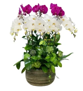 Lan hồ điệp Bạc Liêu nâng tầm giá trị thẩm mỹ, làm nổi bật dáng hoa vươn cao, trang nhã và sang trọng.