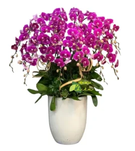 Lan hồ điệp Bạc Liêu biểu tượng của sự giàu có, thịnh vượng và hạnh phúc đủ đầy, thành công viên mãn