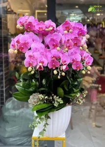 Đặt hoa tươi lan hồ điệp Bạc Liêu biểu tượng sự vĩnh cửu, sang trọng và nhiều tầng cảm xúc đặc biệt.