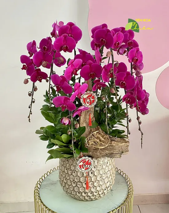 Cửa hàng hoa tươi đặt lan hồ điệp Bạc Liêu biểu tượng của sự may mắn, tài lộc và khả năng sinh sản