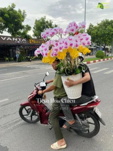 Lan hồ điệp Bạc Liêu với vẻ đẹp sang trọng, thông điệp sâu sắc không chỉ quyến rũ mang phong thủy tốt lành.
