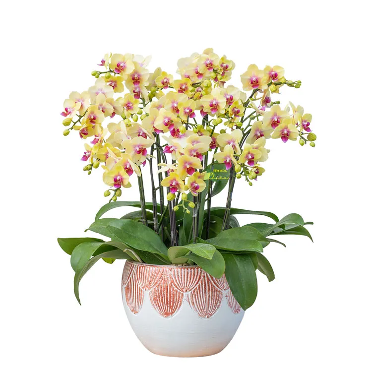 Lan hồ điệp Bạc Liêu với vẻ đẹp sang trọng, thông điệp sâu sắc không chỉ quyến rũ mang phong thủy tốt lành.