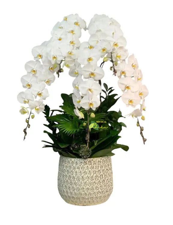 Lan hồ điệp biểu thị sự cân bằng hoàn hảo trong phong thủy, mang lại nguồn vượng khí dồi dào và năng lượng tích cực.