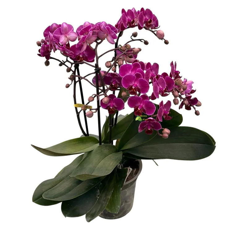 Lan hồ điệp Bạc Liêu - Nổi bật bởi dáng hoa thanh lịch, thời gian khoe sắc lâu, ý nghĩa cho sự thành công và khởi đầu đầy thuận lợi.