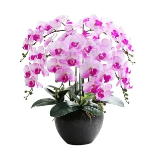Lan hồ điệp Bạc Liêu - Nổi bật bởi dáng hoa thanh lịch, thời gian khoe sắc lâu, ý nghĩa cho sự thành công và khởi đầu đầy thuận lợi.