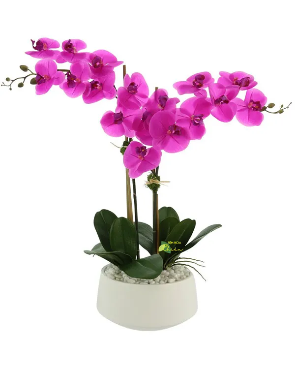 Lan hồ điệp Bạc Liêu - Nổi bật bởi dáng hoa thanh lịch, thời gian khoe sắc lâu, ý nghĩa cho sự thành công và khởi đầu đầy thuận lợi.