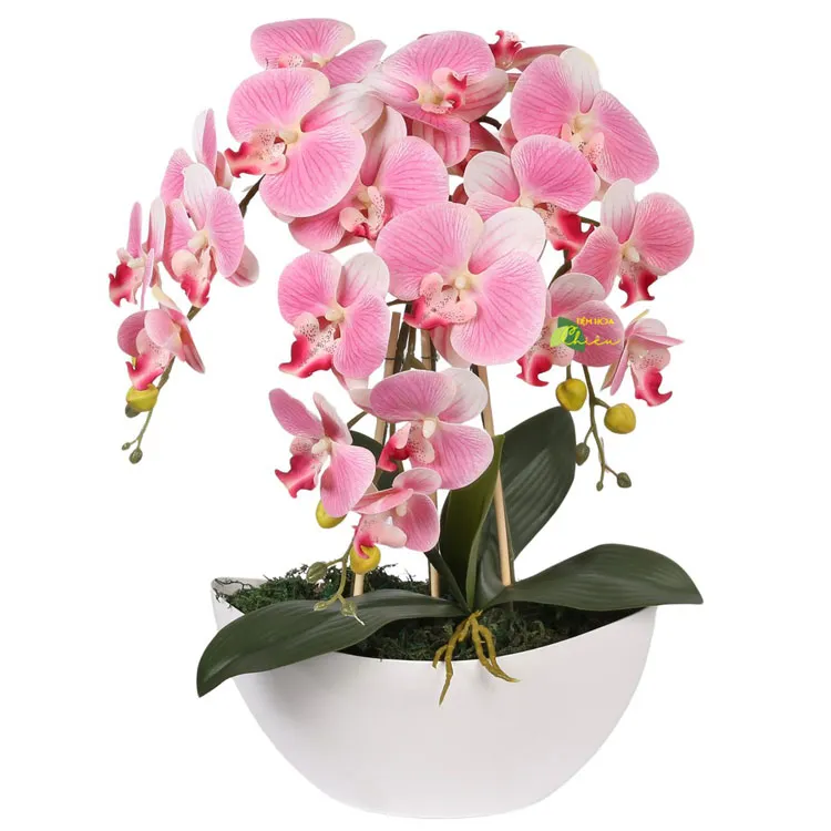 Lan hồ điệp biểu thị sự cân bằng hoàn hảo trong phong thủy, mang lại nguồn vượng khí dồi dào và năng lượng tích cực.