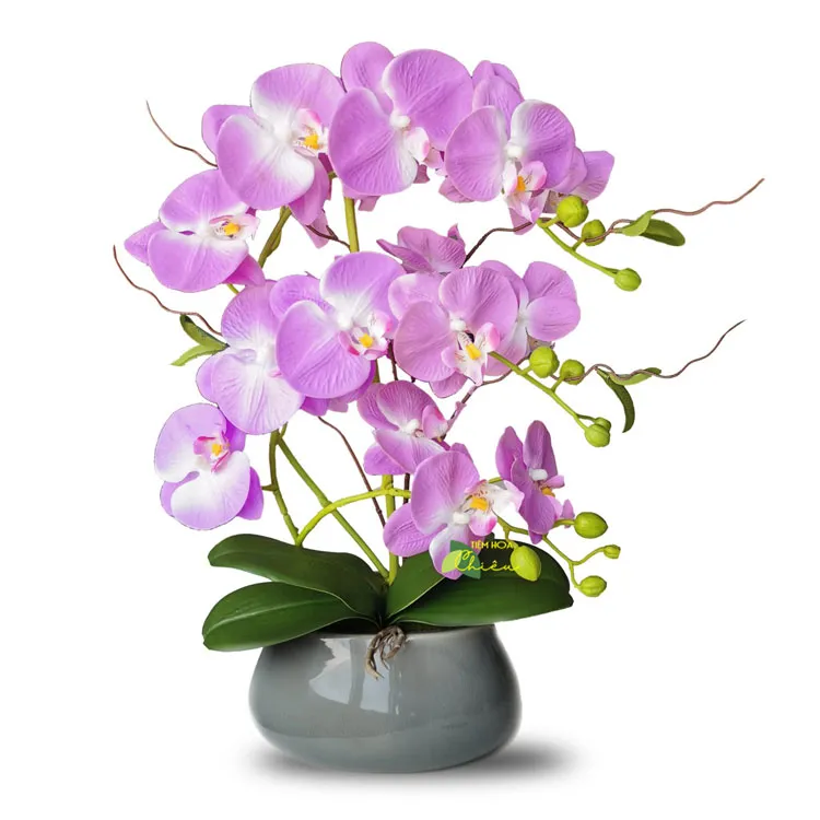 Lan hồ điệp Bạc Liêu thể hiện gu thẩm mỹ tinh tế, sự trân trọng, và đẳng cấp của cả người tặng lẫn người nhận.