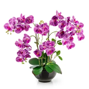 Lan hồ điệp Bạc Liêu thể hiện gu thẩm mỹ tinh tế, sự trân trọng, và đẳng cấp của cả người tặng lẫn người nhận.