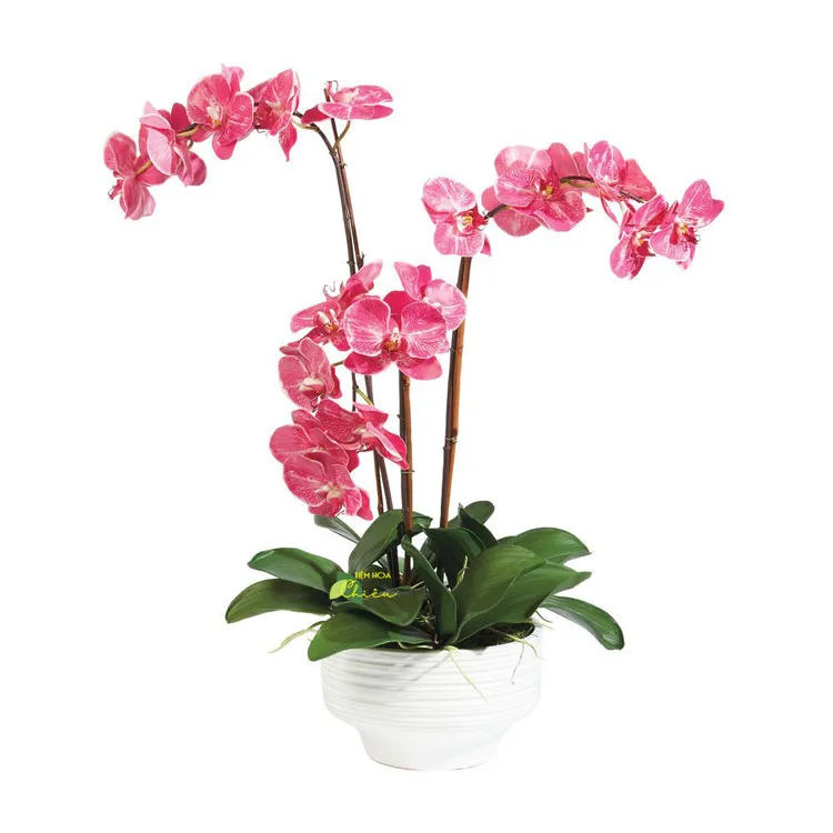 Lan hồ điệp Bạc Liêu thể hiện gu thẩm mỹ tinh tế, sự trân trọng, và đẳng cấp của cả người tặng lẫn người nhận.