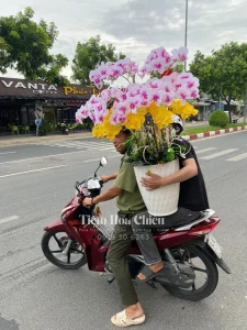 Lan hồ điệp Bạc Liêu lựa chọn tuyệt vời để trang trí và làm quà tặng với vẻ đẹp sang trọng cùng ý nghĩa phong thủy sâu sắc.